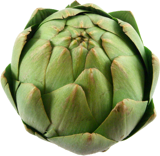 Artichoke