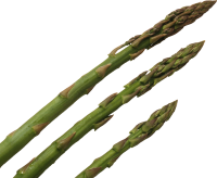 Asparagus PNG