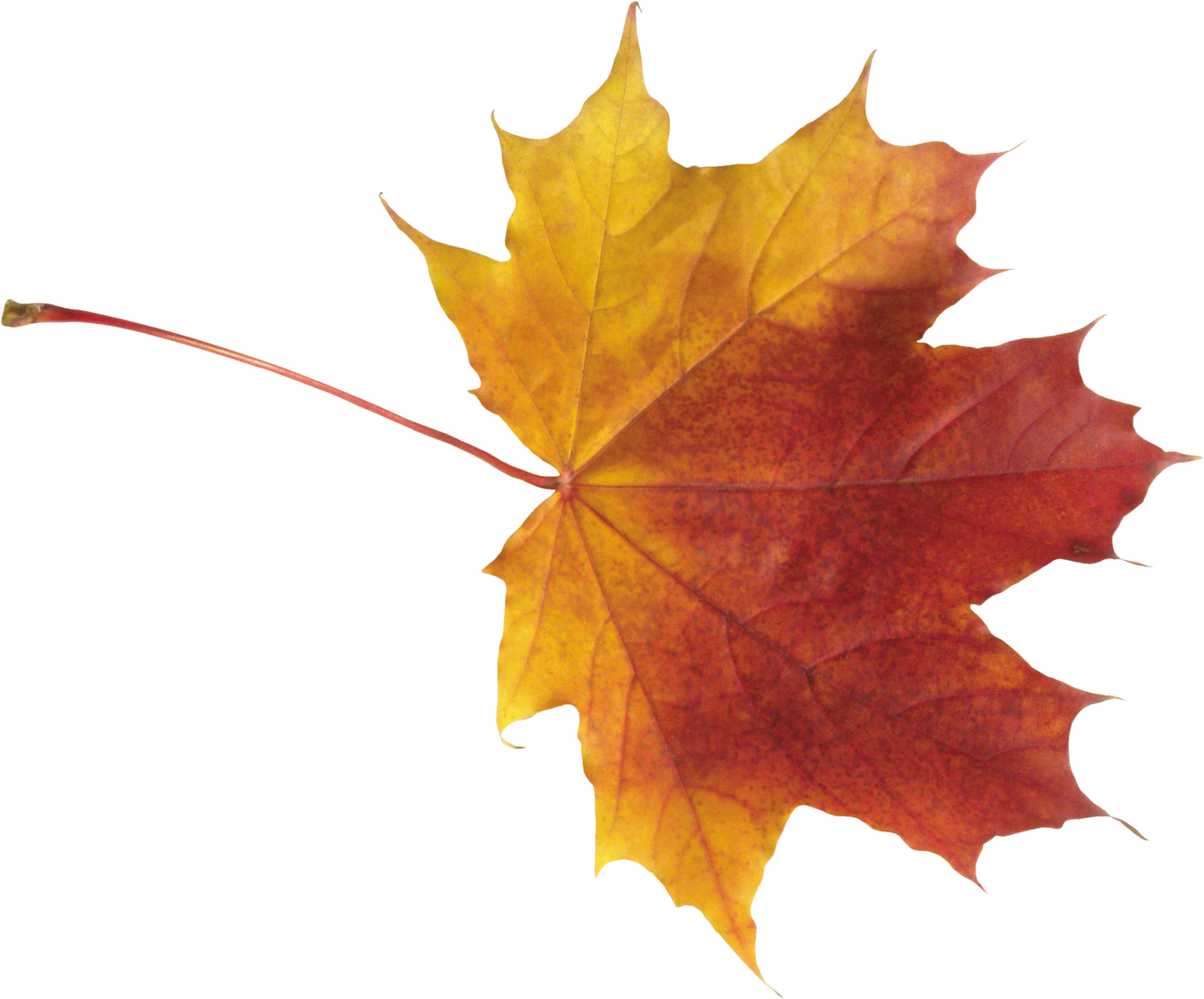 Autumn leaves PNG images