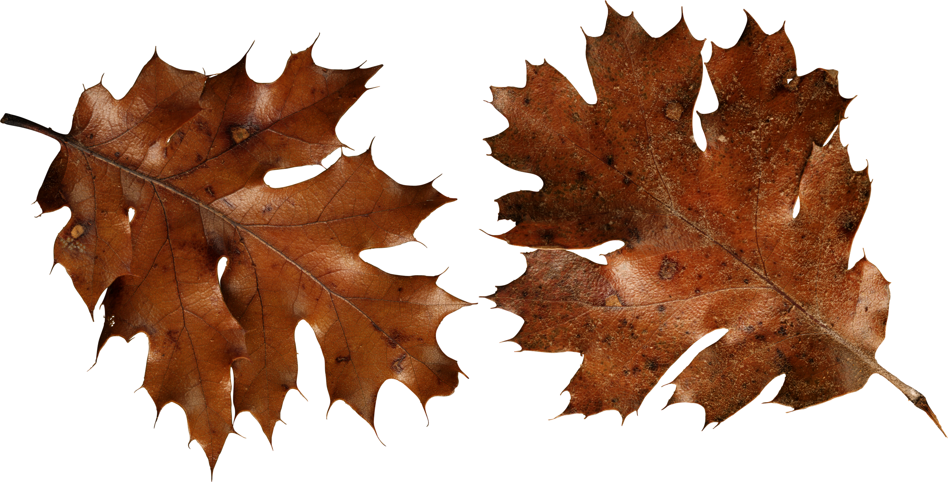 autumn PNG leaf