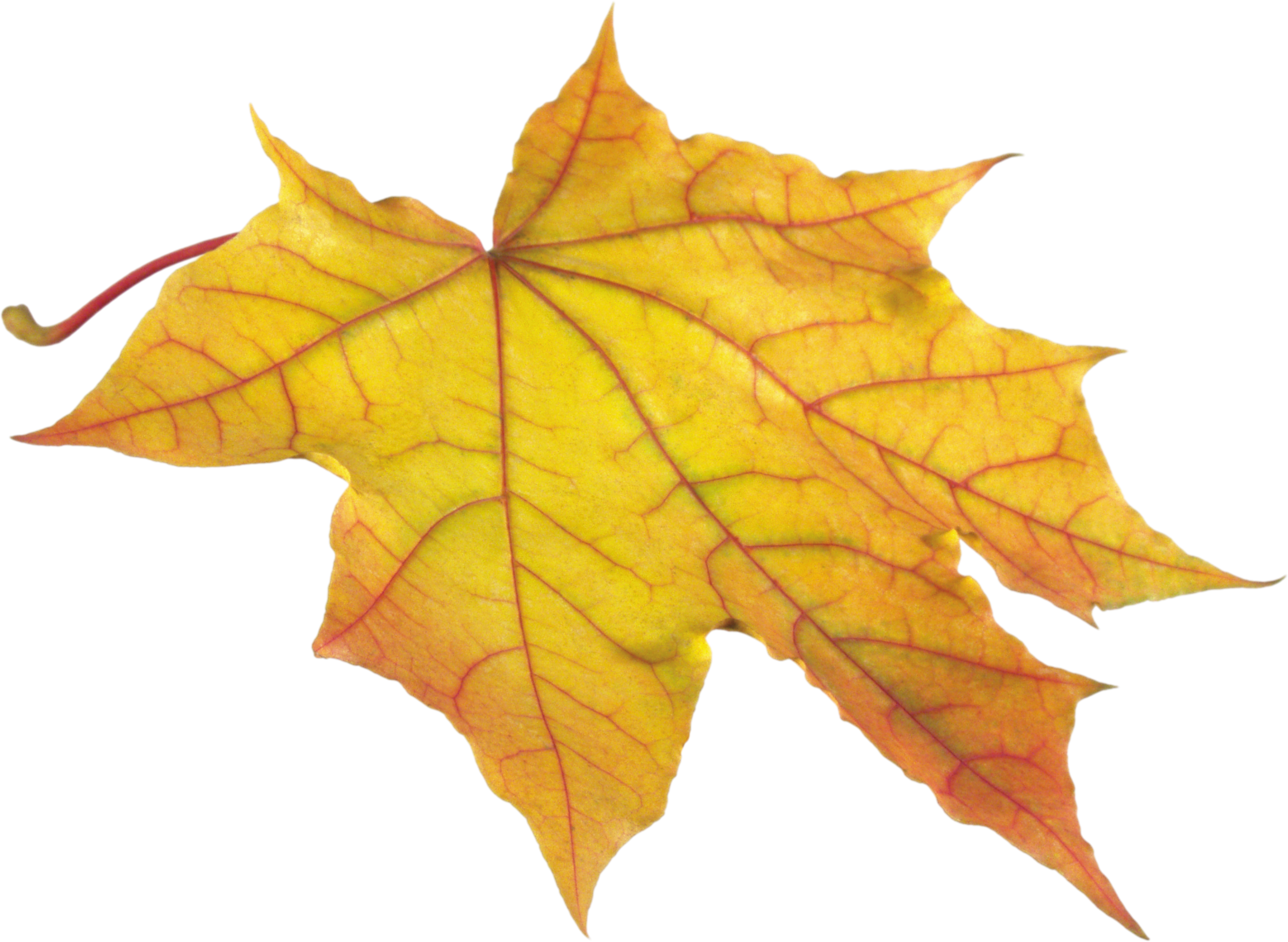 yellow autumn PNG leaf