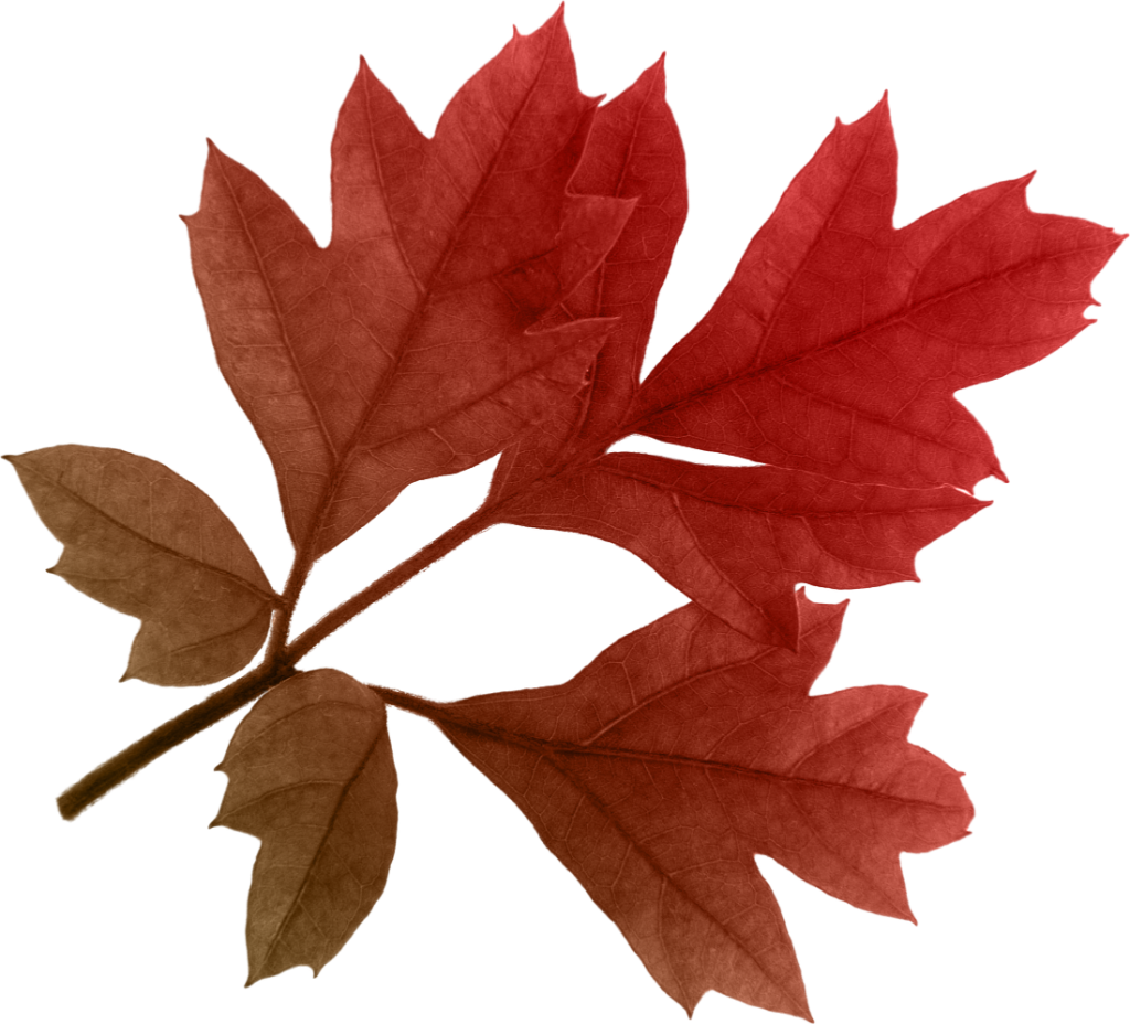 Autumn leaves PNG images