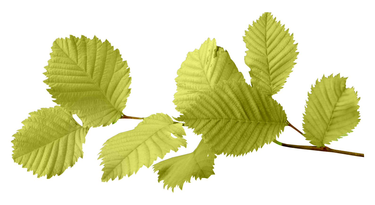 Autumn leaves PNG images, free PNG yellow leaves pictures