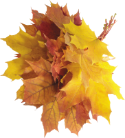 autumn PNG leaves