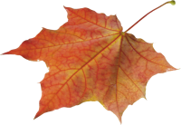 Осенние листья PNG фото