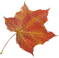 autumn PNG leaf