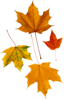 Осенние листья клена PNG фото