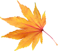 autumn PNG leaf