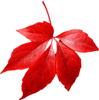 red autumn PNG leaf