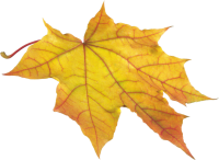 yellow autumn PNG leaf