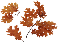Осенние листья PNG фото