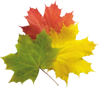 Осенние листья клена PNG фото