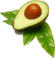 Aguacate PNG