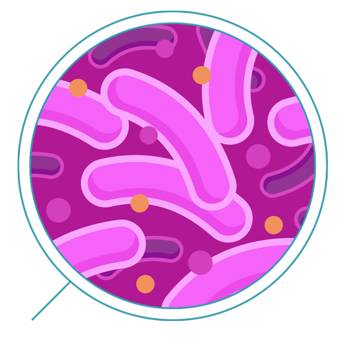 Bacteria PNG