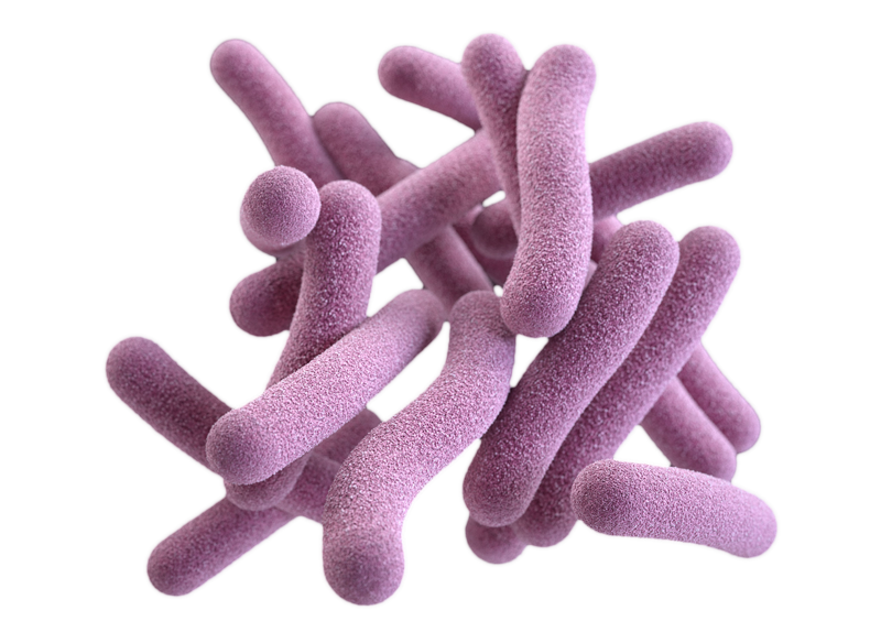 Bacteria PNG