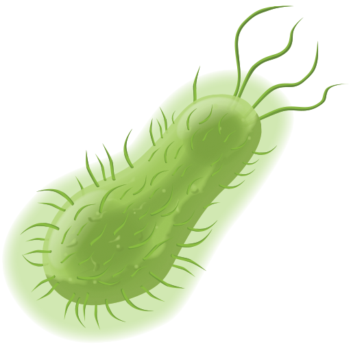 Bacteria PNG