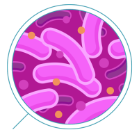 Бактерия PNG