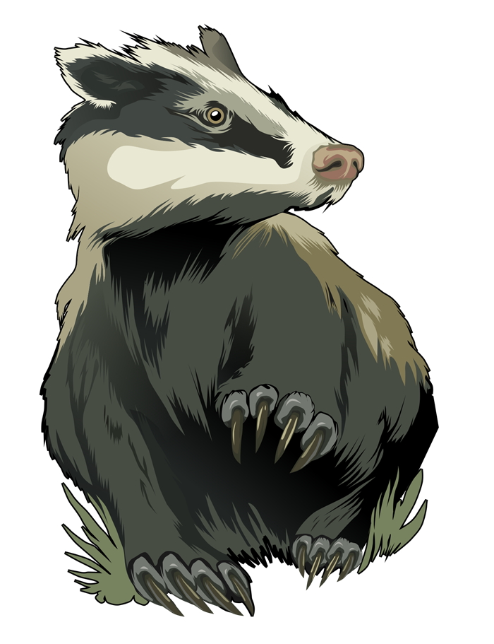 Badger PNG image free Download