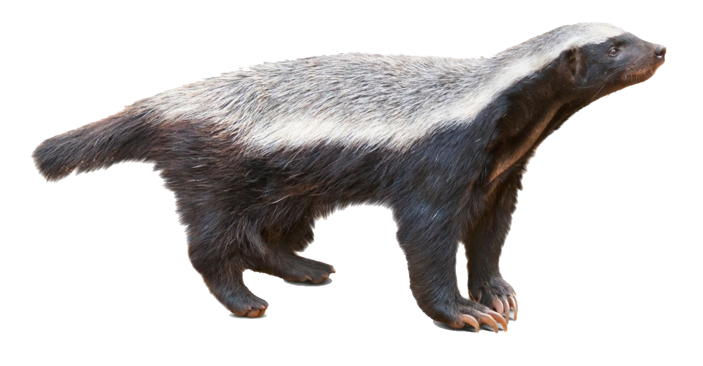 Badger PNG