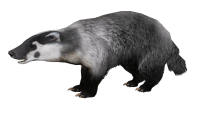 Badger PNG