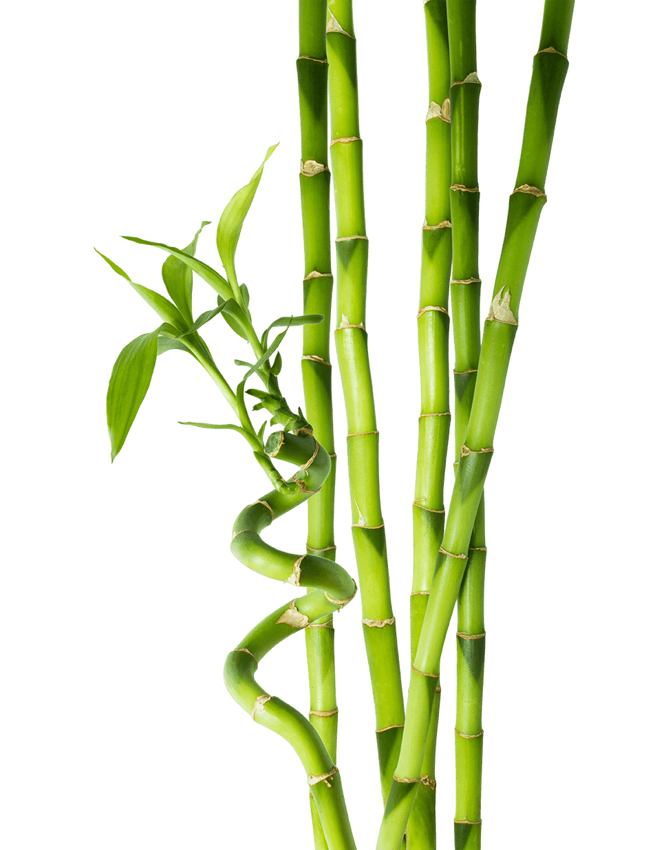 Bamboo Png Png Clipart Bamboo Tree Png Transparent Png Full Size ...