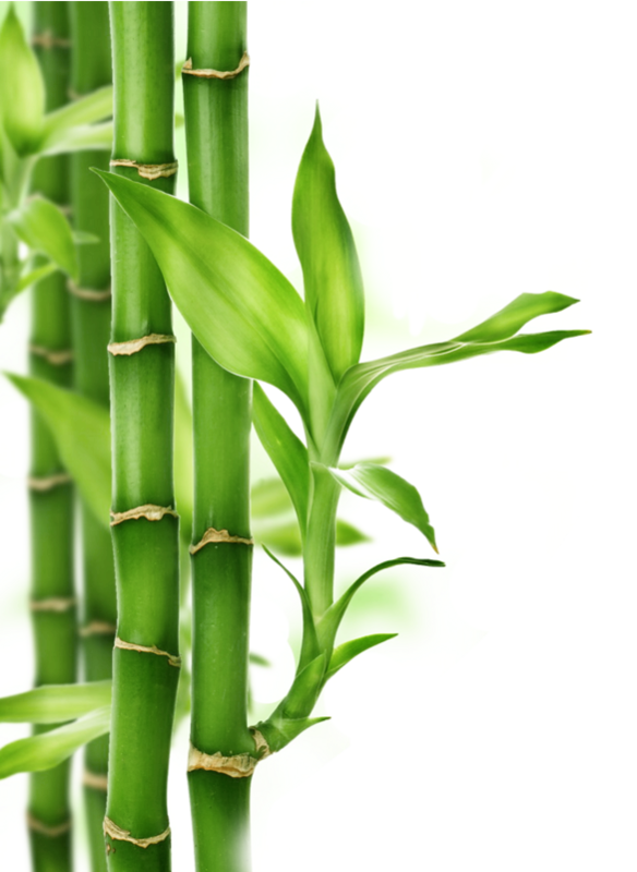 Bamboo PNG