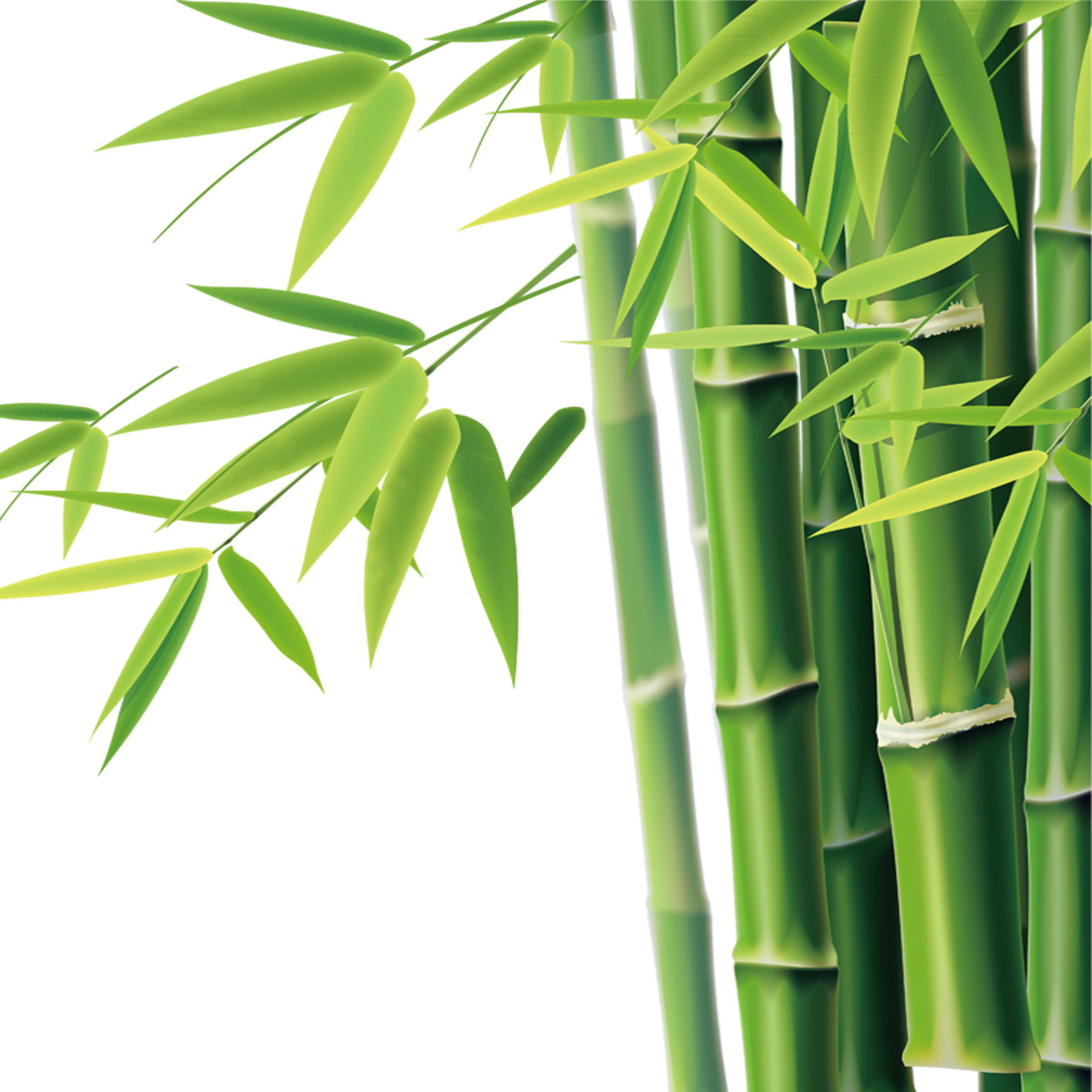 Bamboo PNG images Download