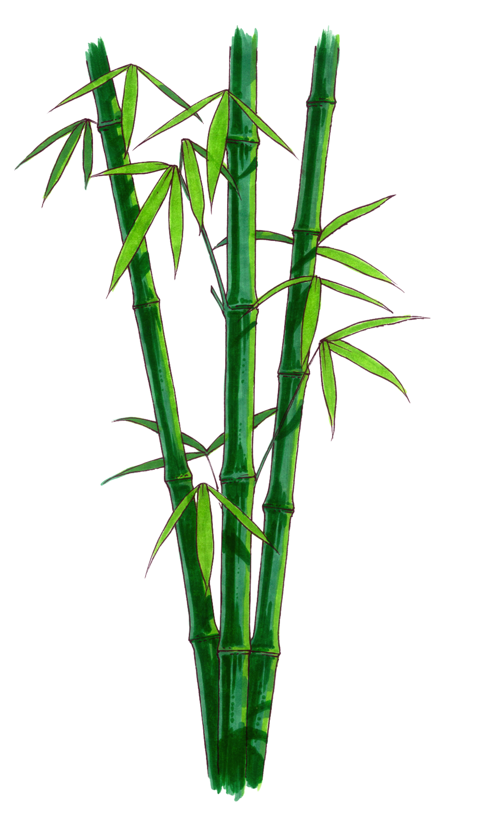 Bamboo PNG