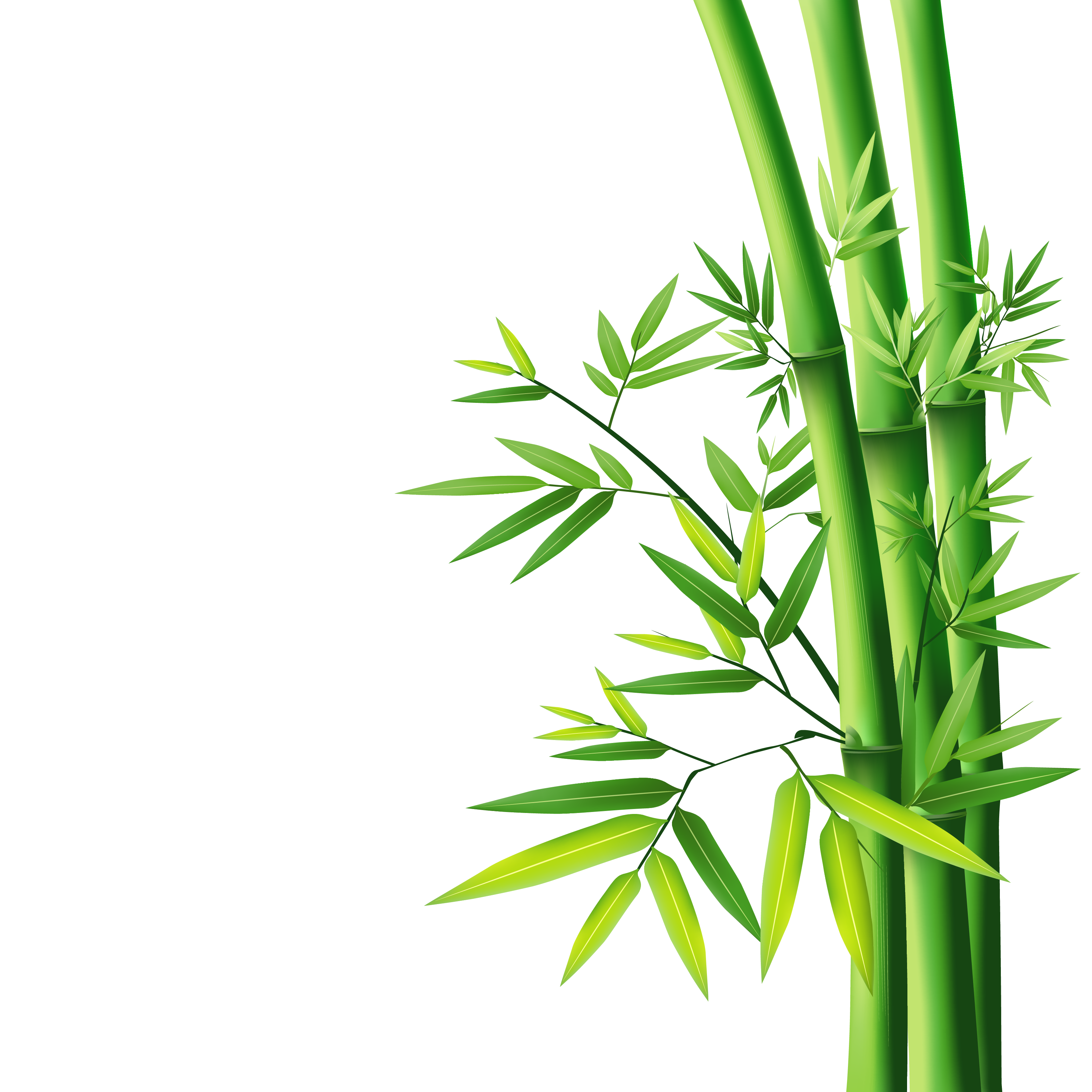 Bamboo PNG