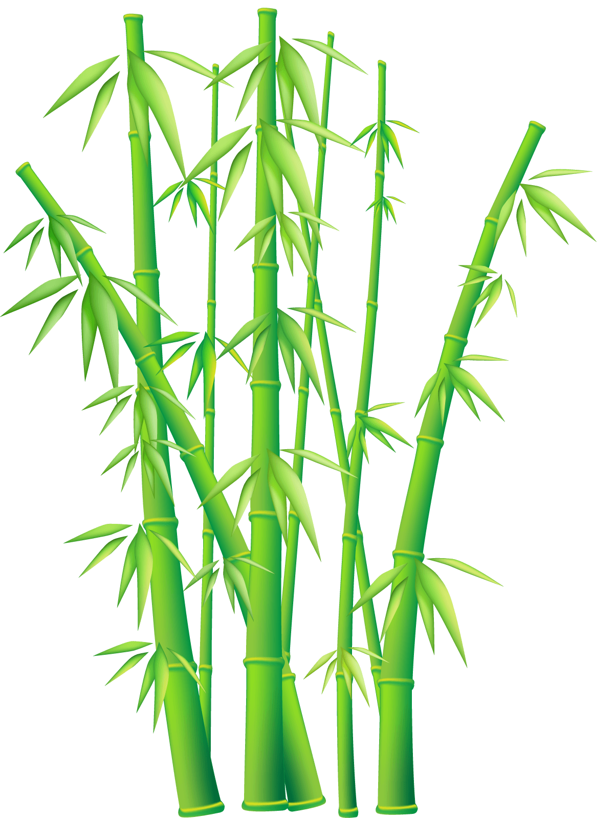 Bamboo PNG