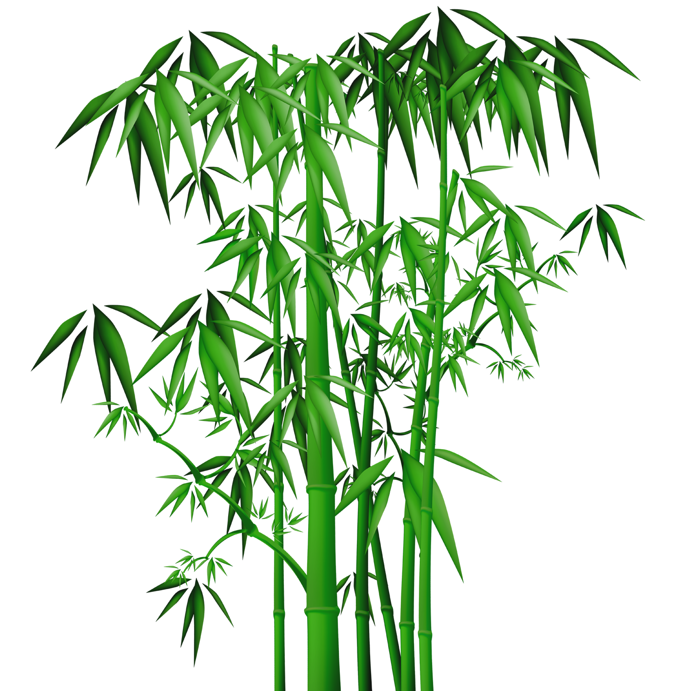 Bamboo PNG