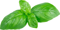 green Basil PNG