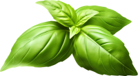 Basil PNG leaves