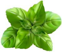 Basil PNG picture