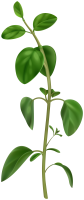 image Basil PNG