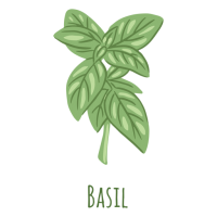 Basil PNG