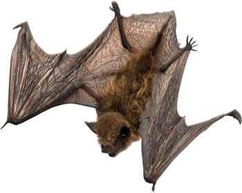 Bat PNG image free Download