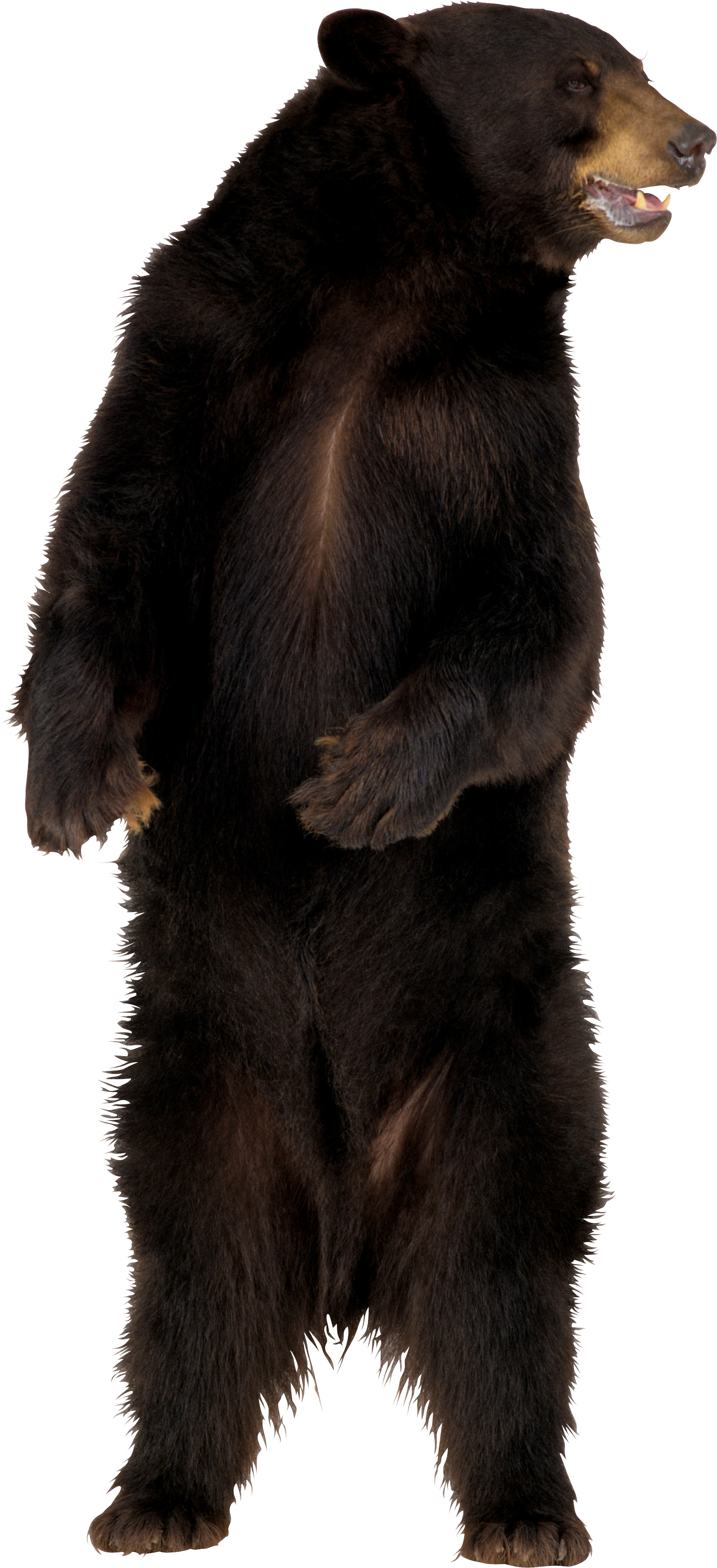 brown Bear PNG image free Download image