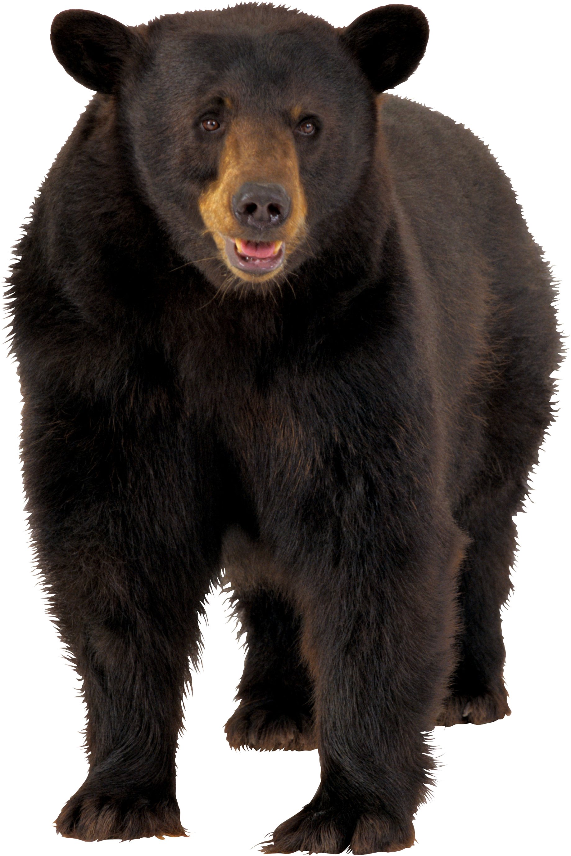 brown bear PNG image