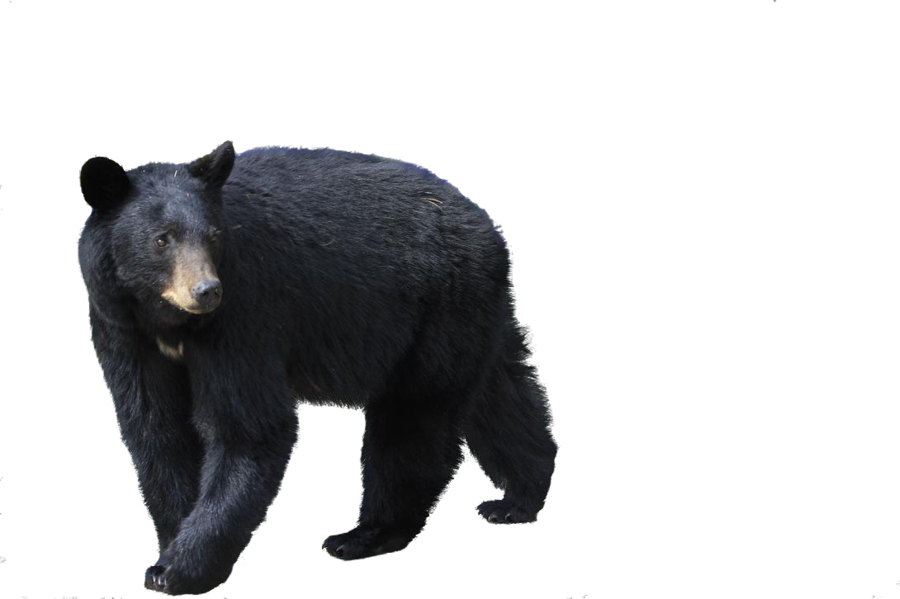 black bear PNG image