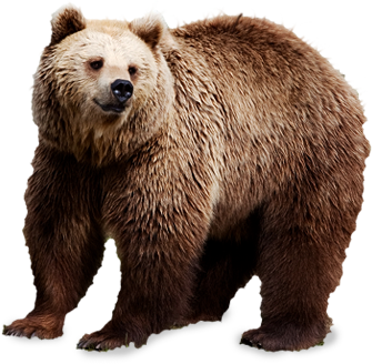 bear PNG transparent image download, size: 4000x3097px