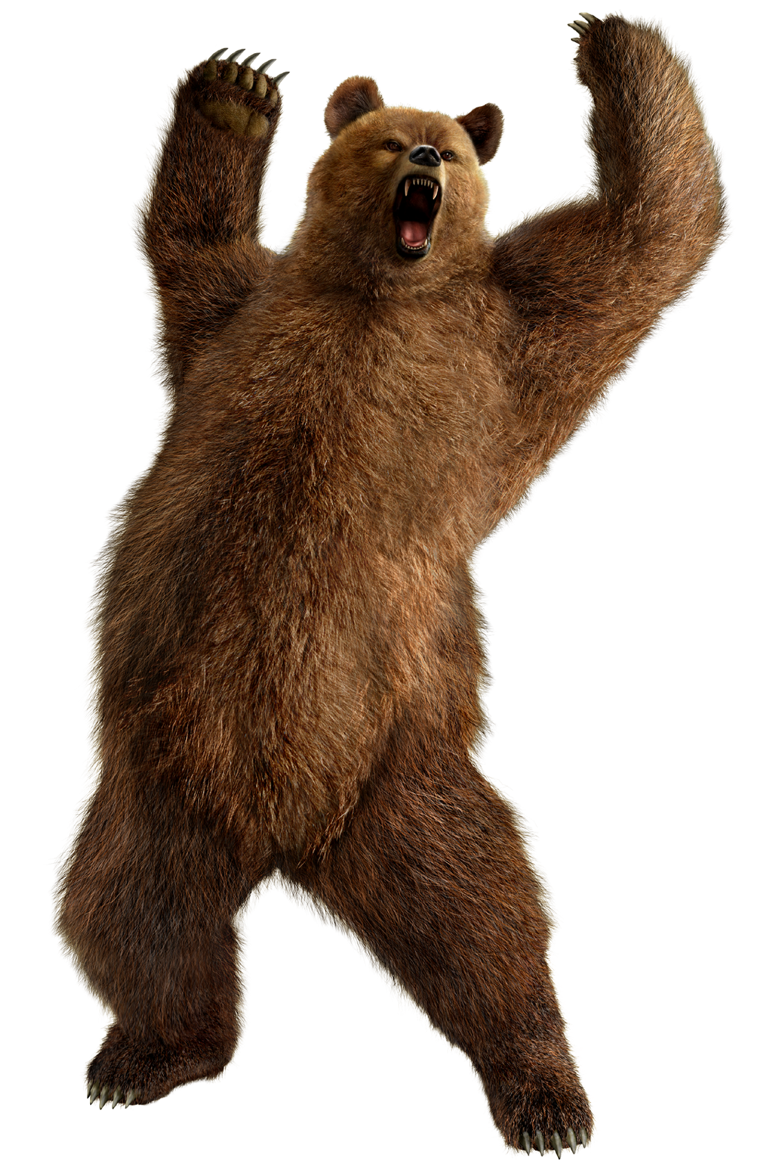 brown greezly bear PNG image