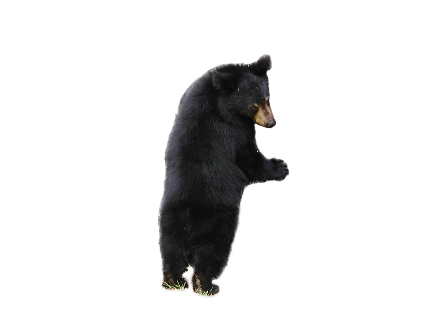 Bear PNG image free Download