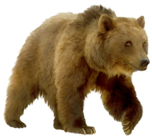 bear PNG transparent image download, size: 4000x3097px