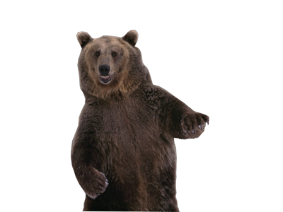 bear PNG transparent image download, size: 500x376px