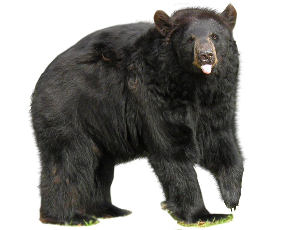 bear PNG transparent image download, size: 400x321px