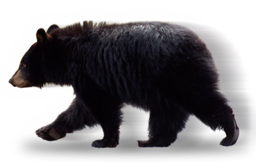 bear PNG transparent image download, size: 600x482px