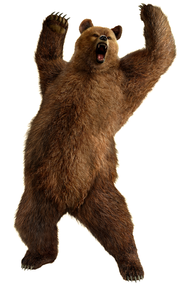 Bear PNG image free download - DWPNG.com