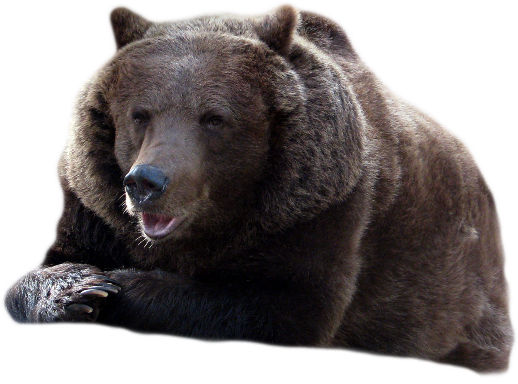 bear PNG transparent image download, size: 500x376px