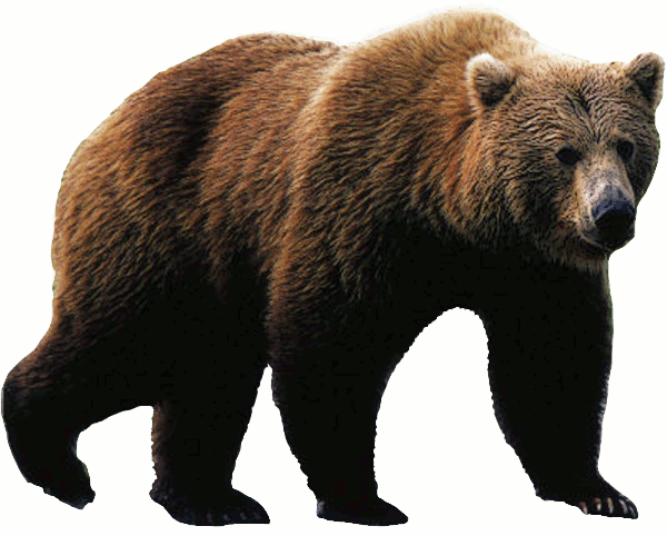 bear PNG transparent image download, size: 620x752px